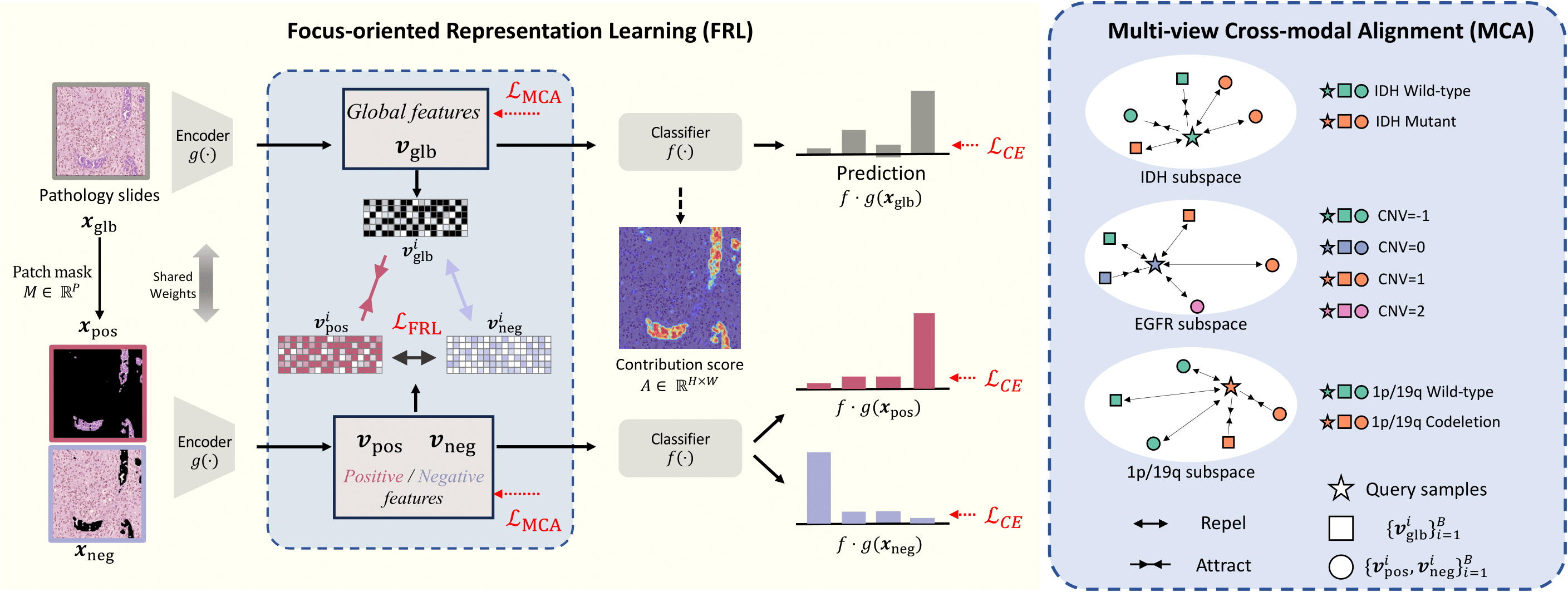 Focus on Focus: Focus-oriented Representation Learning and Multi-view Cross-modal Alignment for Glioma Grading